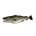 [825] BACALAO (2/3 KL) Isma Pescados