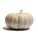 [3025] CALABAZA DE ASAR