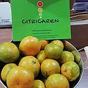 [3211] MANDARINA CITRICAREN